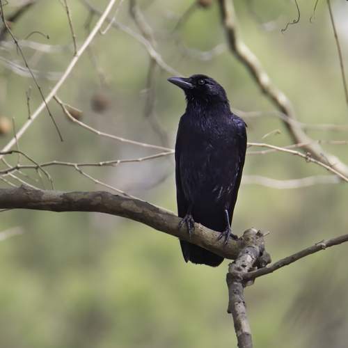 Preview Photographer\'s photo  Стив