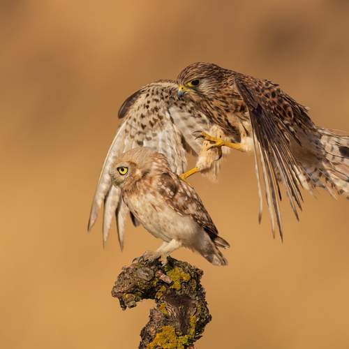 Превью фотографии фотографа Фруман Евгений