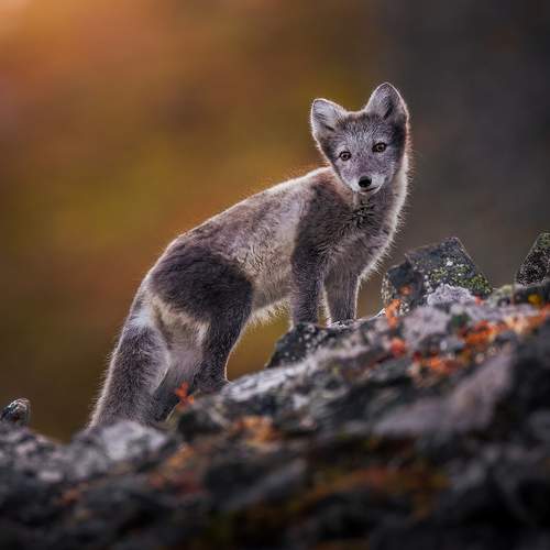 Preview Photographer\'s photo Lukas Trixl