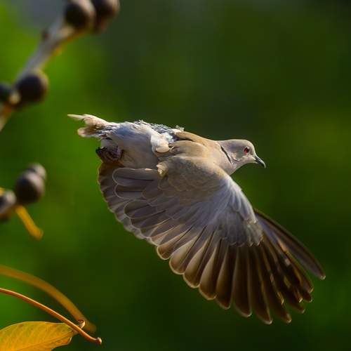 Превью фотографии фотографа Pramod Bayya