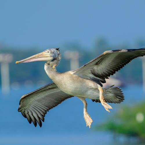 Превью фотографии фотографа Pramod Bayya