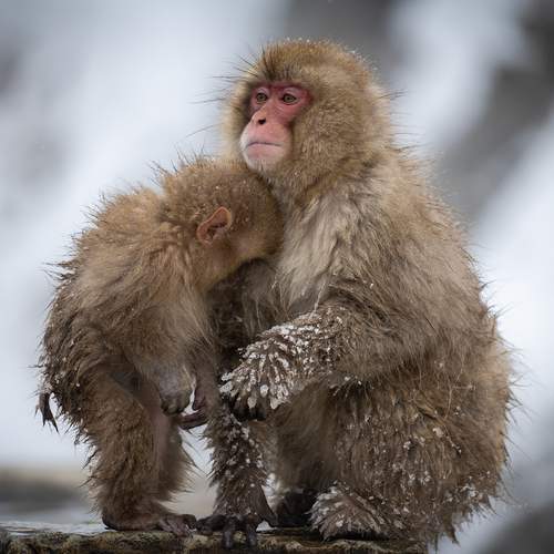 Preview Photographer\'s photo Vorobeychik Vladimir