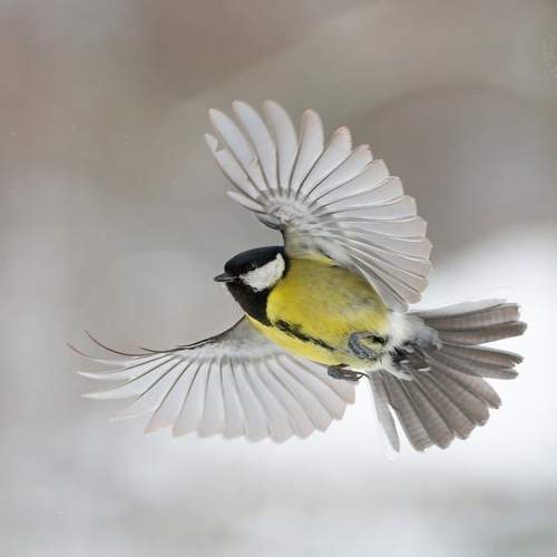 Превью фотографии фотографа Евгени Стефанов