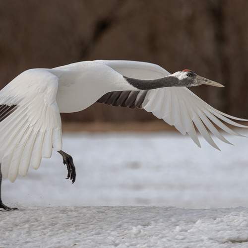 Превью фотографии фотографа Vorobeychik Vladimir