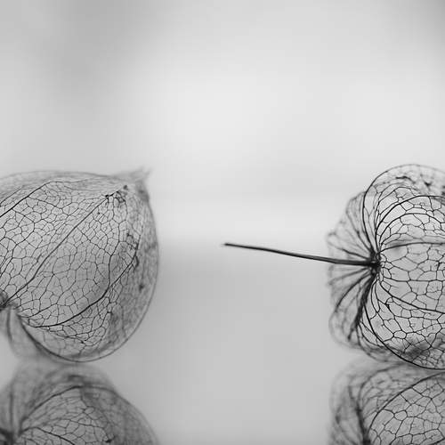 Превью фотографии фотографа Mariya Obidina