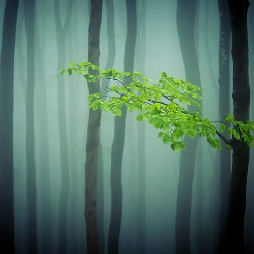 Превью фотографии фотографа Borislav Kostov