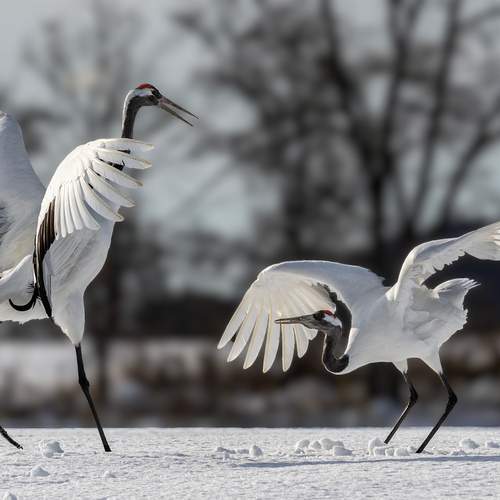 Превью фотографии фотографа Vorobeychik Vladimir