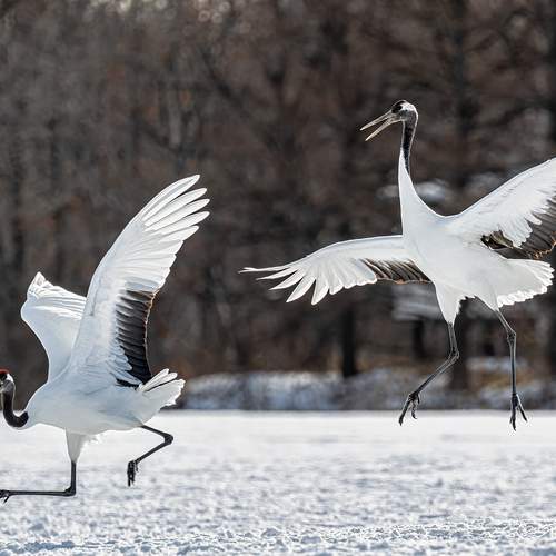 Превью фотографии фотографа Vorobeychik Vladimir