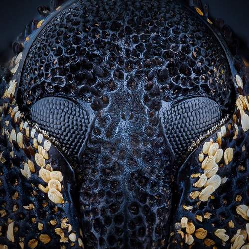 Preview Photographer\'s photo Kavaliauskas Eugenijus