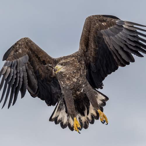 Превью фотографии фотографа Vorobeychik Vladimir