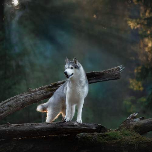 Превью фотографии фотографа Светлана Писарева