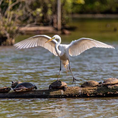 Превью фотографии фотографа Leonid Dyachenko