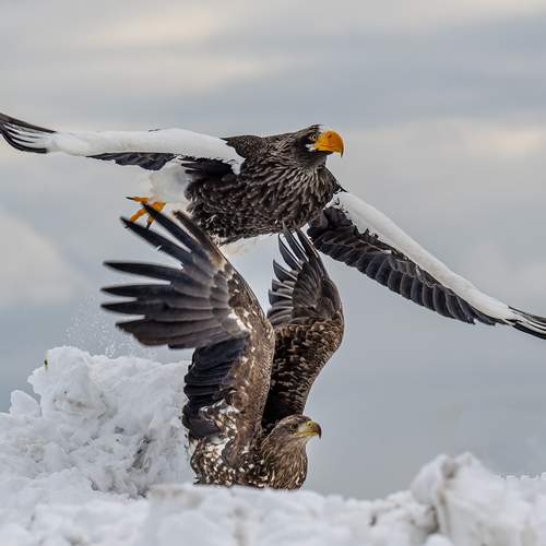 Превью фотографии фотографа Vorobeychik Vladimir