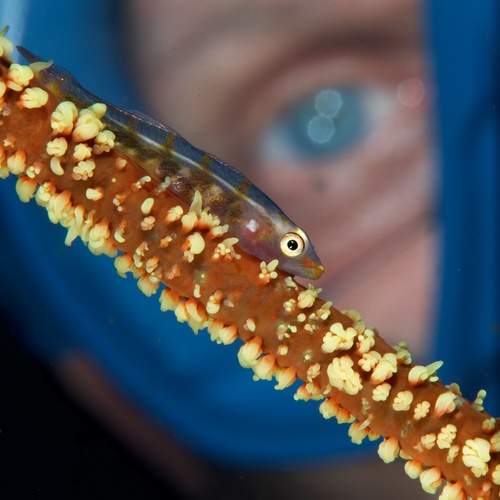 Превью фотографии фотографа Dmitry Chikishev