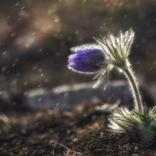 Preview Photographer\'s photo Маджаров Костадин