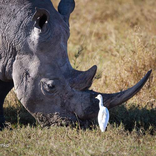 Preview Photographer\'s photo Sergey Efimenko