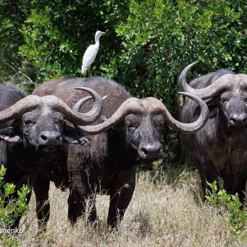 Preview Photographer\'s photo Sergey Efimenko