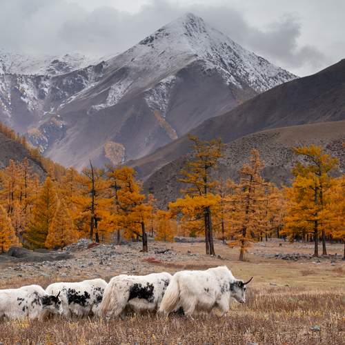 Превью фотографии фотографа Александр Нерозя