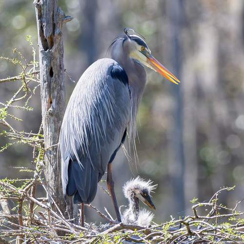 Превью фотографии фотографа Leonid Dyachenko