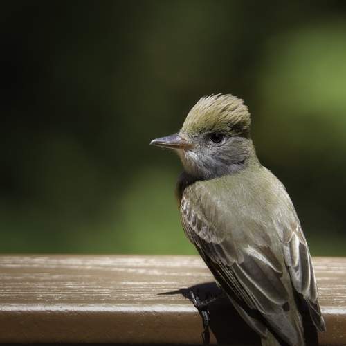 Preview Photographer\'s photo  Стив