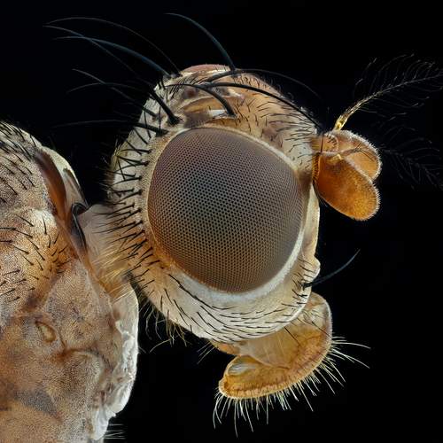 Превью фотографии фотографа Tsvetan Ganev