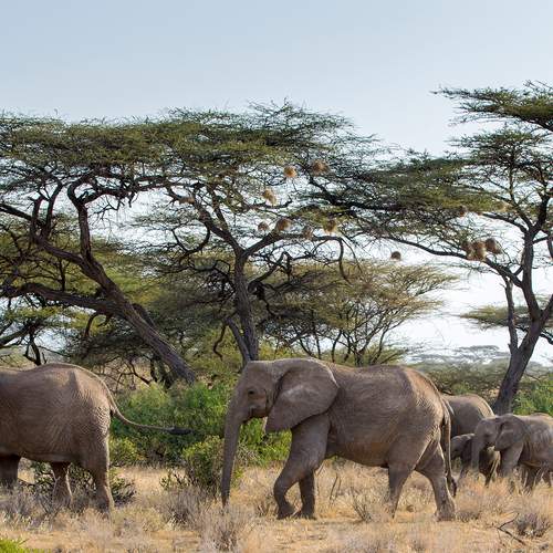 Preview Photographer\'s photo Vorobeychik Vladimir