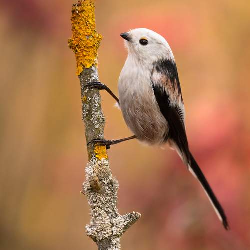 Preview Photographer\'s photo Adamec Robert