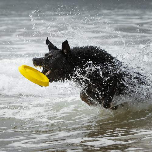 Preview Photographer\'s photo Alexandre Marques