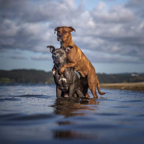 Preview Photographer\'s photo Alexandre Marques