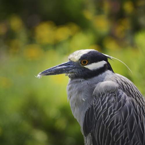 Превью фотографии фотографа  Стив