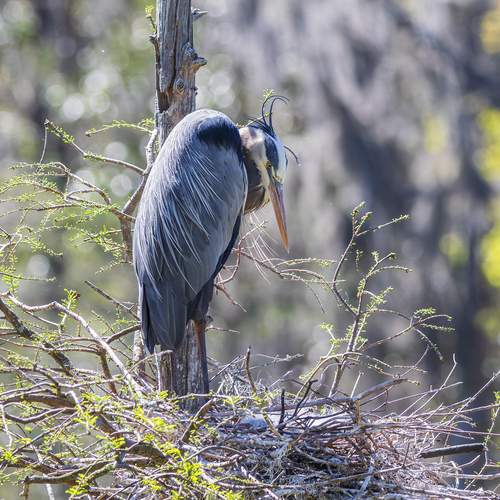 Preview Photographer\'s photo Leonid Dyachenko