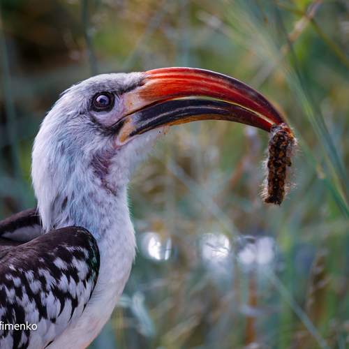 Превью фотографии фотографа Sergey Efimenko