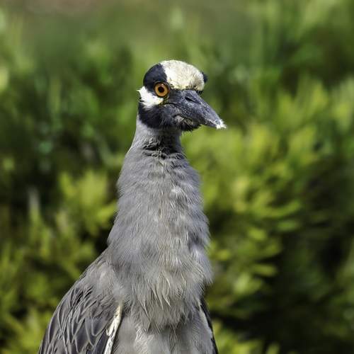 Preview Photographer\'s photo  Стив