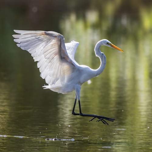 Превью фотографии фотографа Leonid Dyachenko