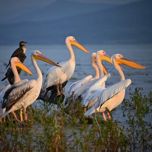 Превью фотографии фотографа Герчев Николай