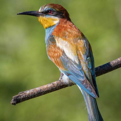 Превью фотографии фотографа Глебов Сергей