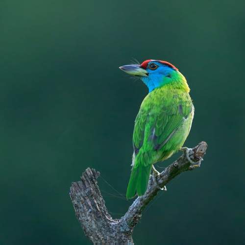 Preview Photographer\'s photo Pramod Bayya