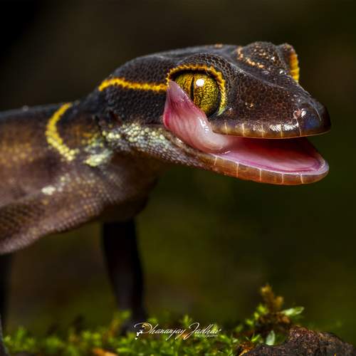 Preview Photographer\'s photo Dhananjay Jadhav