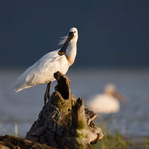 Preview Photographer\'s photo Герчев Николай