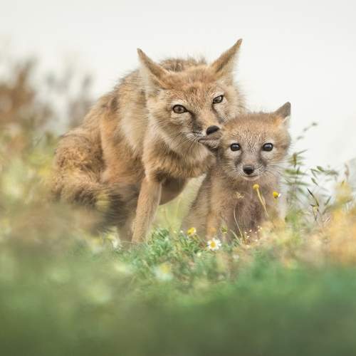 Превью фотографии фотографа Рудченко Ольга