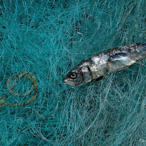 Превью фотографии фотографа Machado Carlos