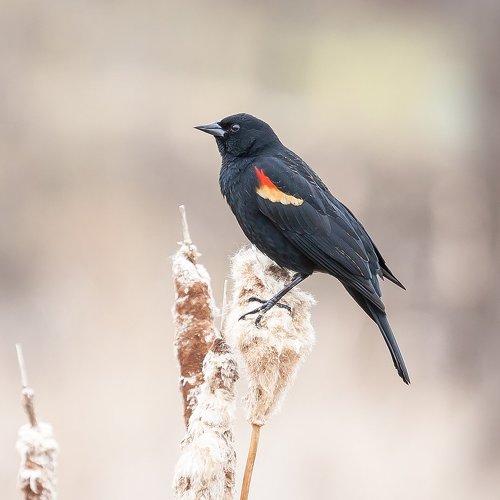 Превью фотографии фотографа Антонина Яновска