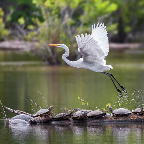 Превью фотографии фотографа Leonid Dyachenko