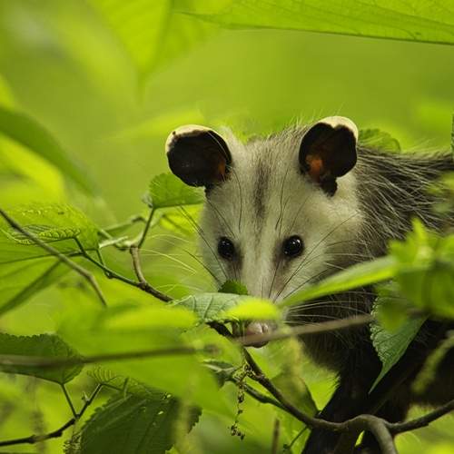 Preview Photographer\'s photo  Стив