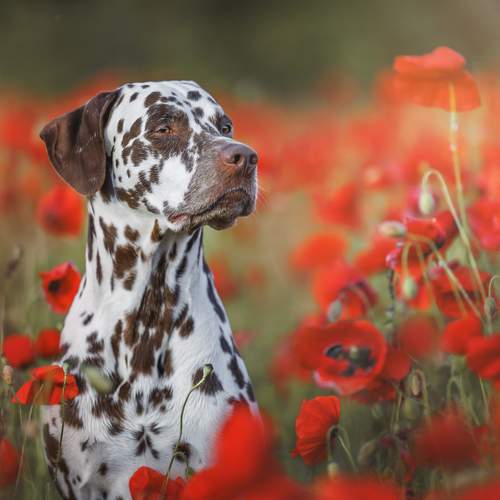 Превью фотографии фотографа Яна Нарбутович
