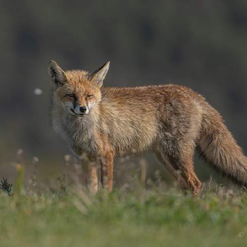 Preview Photographer\'s photo Дорн Оксана