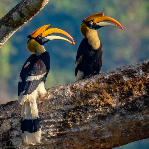 Превью фотографии фотографа Dhananjay Jadhav