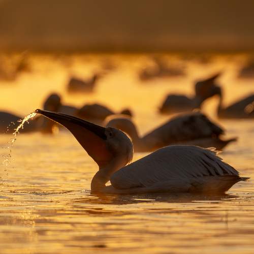 Preview Photographer\'s photo Дорн Оксана