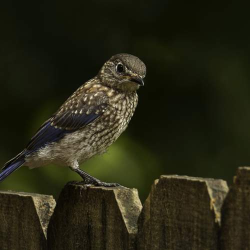 Preview Photographer\'s photo  Стив