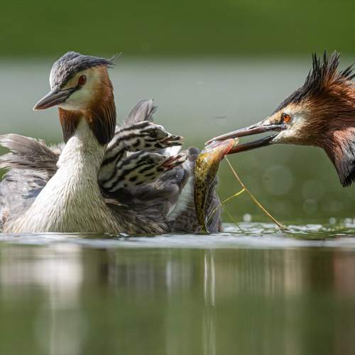 Превью фотографии фотографа Ruslan Pl